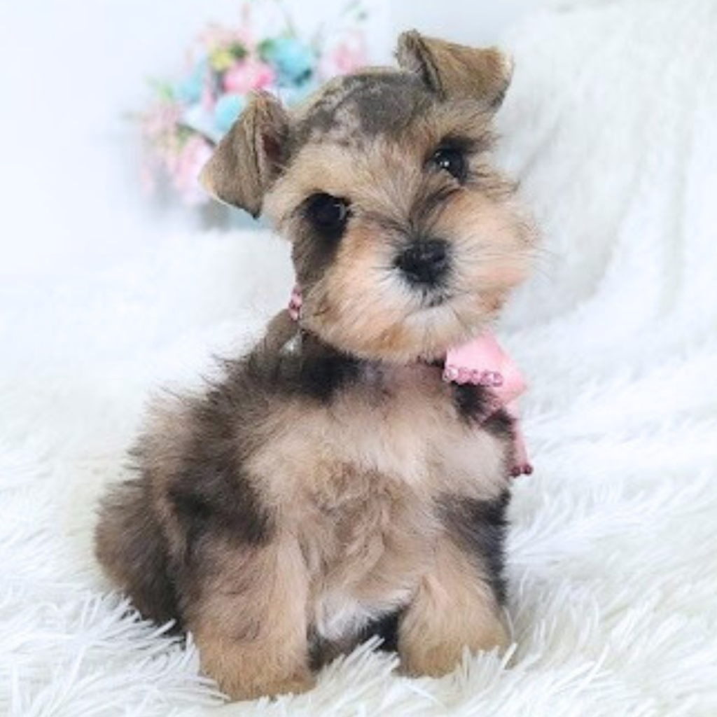 naturally healthy puppy