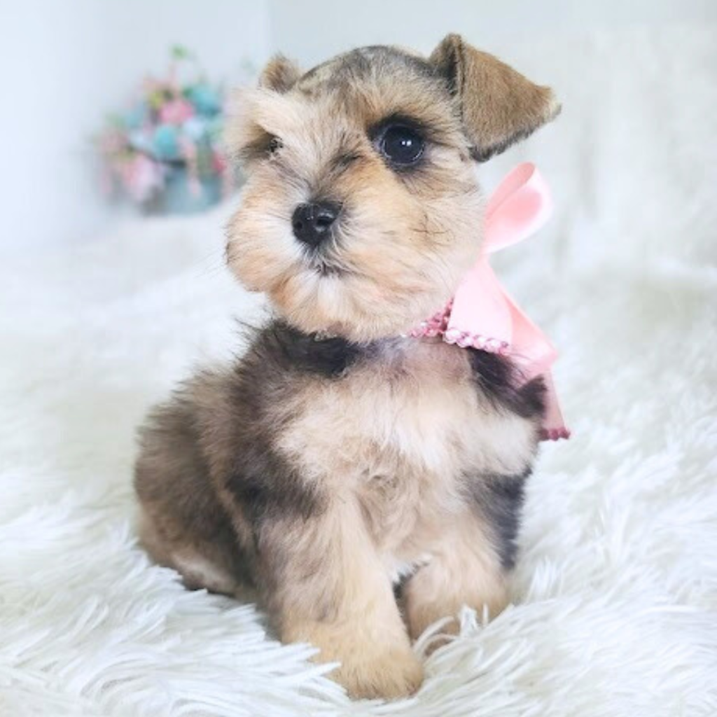 naturally healthy puppy