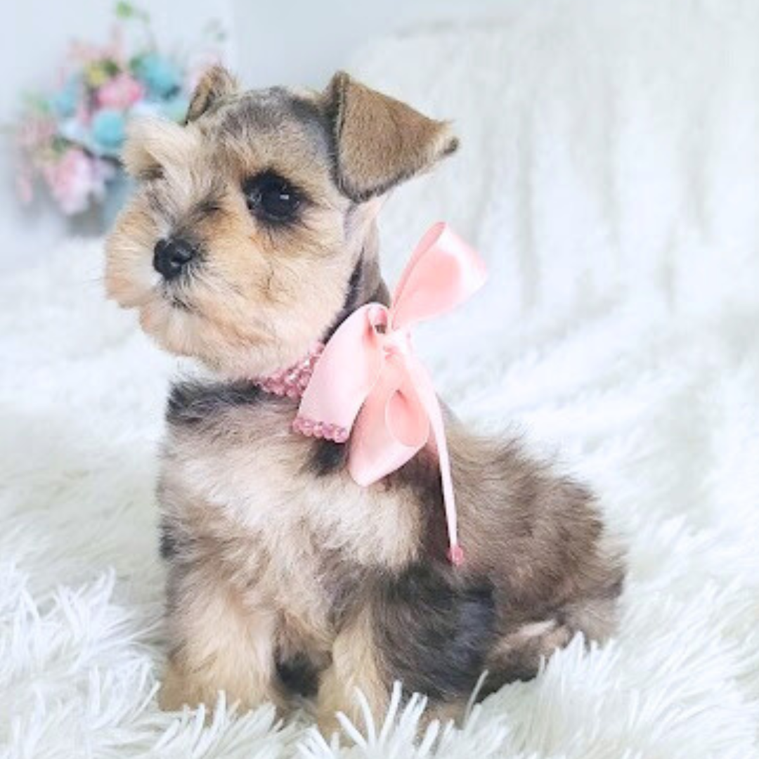 naturally healthy puppy