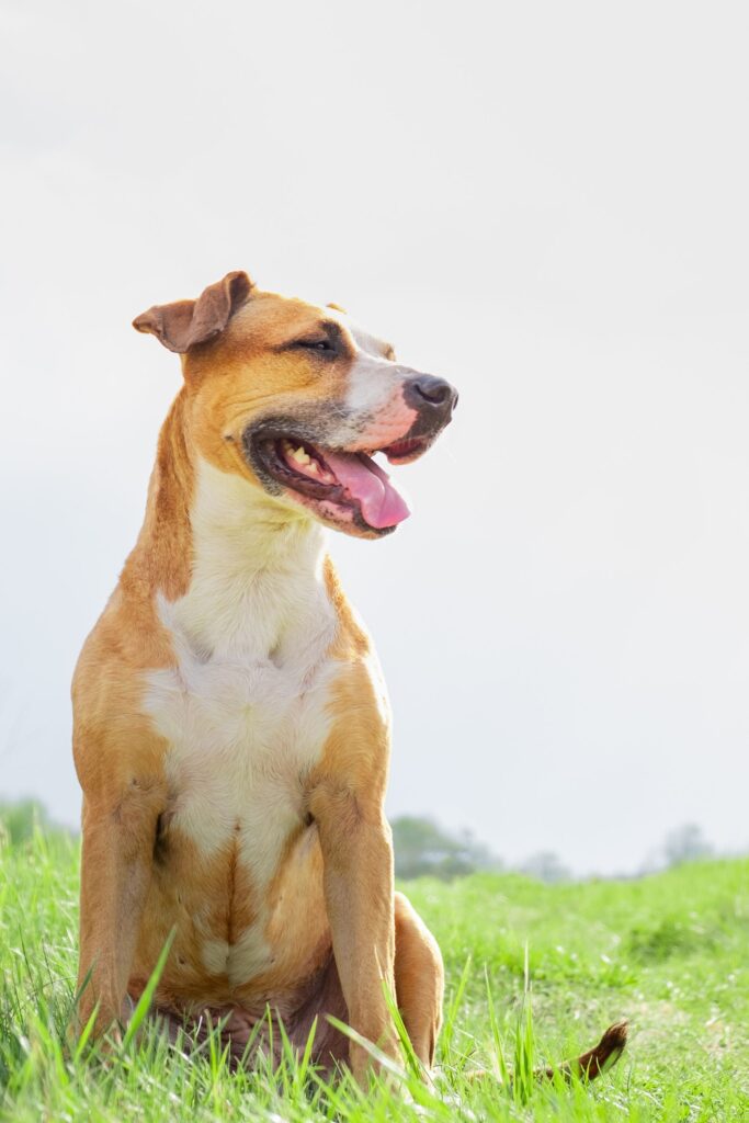 best natural dog dewormer